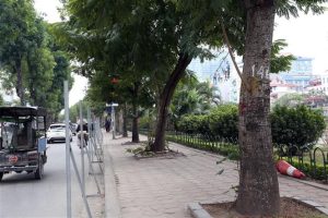 Dịch vụ di dời cây xanh ở Hớn Quản Bình Phước