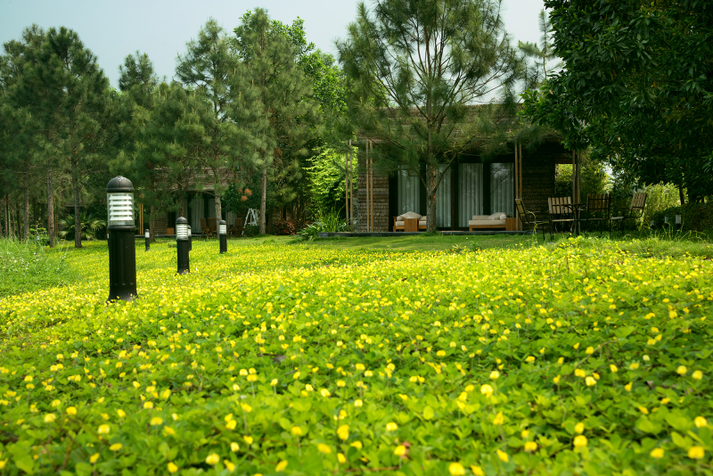 Quy trình trồng cỏ Lộc Ninh Bình Phước được thực hiện như thế nào?