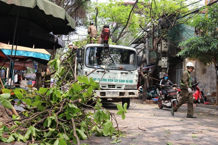 Vì sao phải cắt tỉa cây xanh thường xuyên?