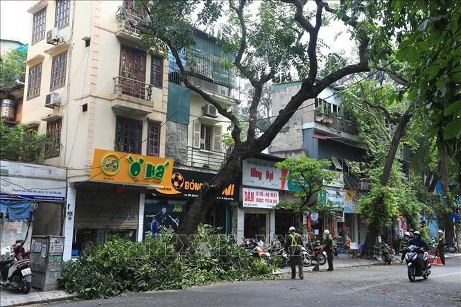 Ưu điểm của dịch vụ cắt tỉa cây xanh ở Lộc Ninh Bình Phước