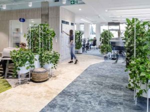 Công ty cho thuê cây cảnh văn phòng ở Lộc Ninh Bình Phước