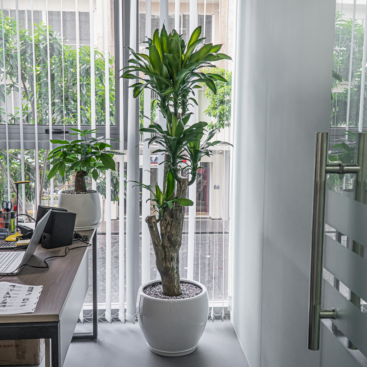 Quy trình cho thuê cây xanh Lộc Ninh Bình Phước của An Khang