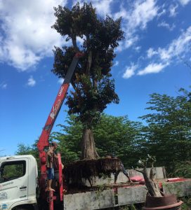 Dịch vụ bứng cây ở Lộc Ninh Bình Phước -  Uy tín, giá rẻ, thợ giỏi