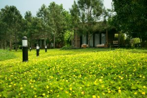 Dịch vụ trồng cỏ ở Phú Riềng Bình Phước - Thợ giỏi, uy tín, giá rẻ