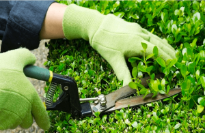 Dịch vụ cắt tỉa cây xanh ở Phú Riềng đảm bảo chất lượng