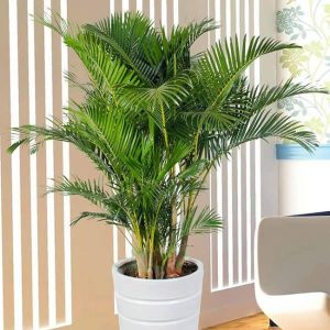 Cho thuê cây cảnh văn phòng ở Phú Riềng