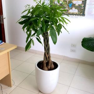 Dịch vụ cho thuê cây xanh ở Phú Riềng chuyên nghiệp