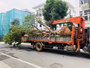 Dịch vụ bứng cây ở Phú Riềng chuyên nghiệp nhất