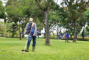 Chăm sóc cây xanh ở Thủ Dầu Một chất lượng