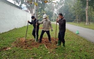 Đơn vị trồng cây xanh ở Dĩ An chuyên nghiệp uy tín