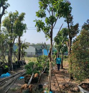 Trồng cây xanh tại Thủ Dầu Một chuyên nghiệp