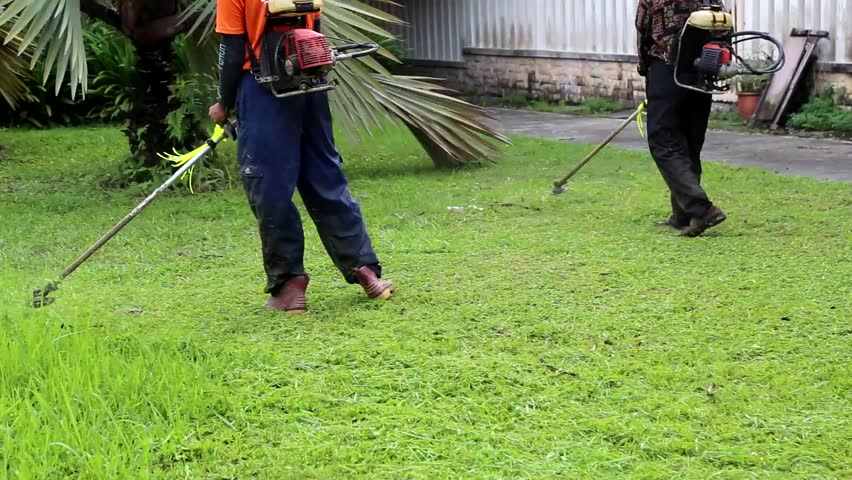 Dịch vụ chăm sóc cây xanh tại Tân Uyên 