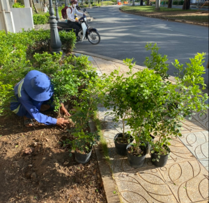 Đơn vị chăm sóc cây xanh ở Thuận An chuyên nghiệp