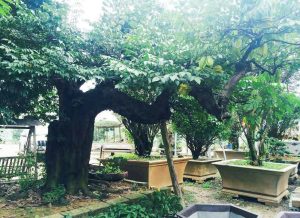 Trồng cây xanh ở Tân Uyên chất lượng giá tốt uy tín