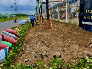 Nơi trồng cây xanh ở Thuận An chuyên nghiệp giá rẻ