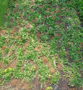 Dịch vụ trồng cỏ ở Dĩ An Bình Dương giá rẻ, uy tín