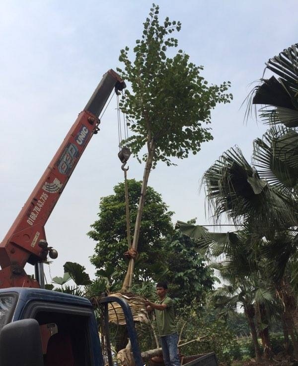 Các loại cây xanh được trồng phổ biến hiện nay