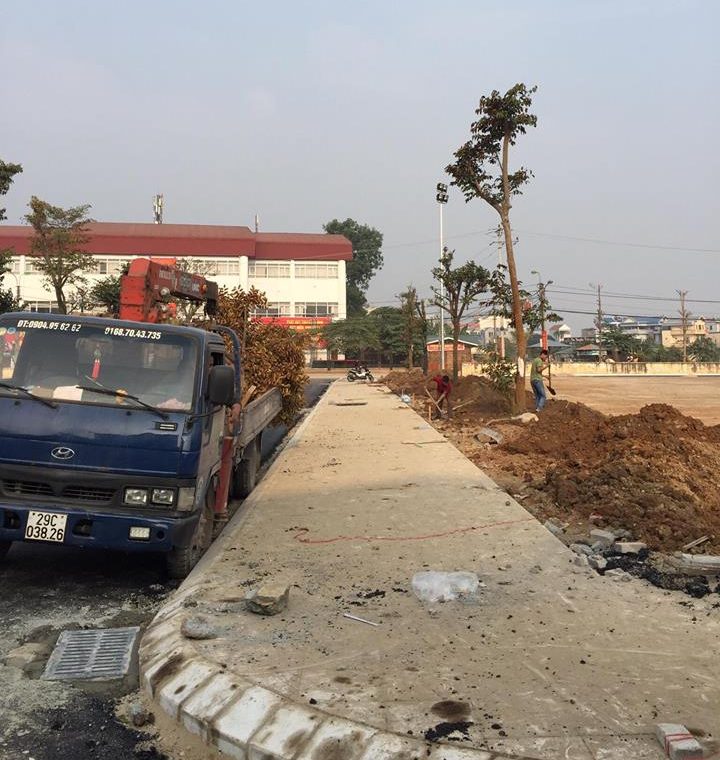 Tại sao nên lựa chọn dịch vụ Trồng cây xanh tại Bến Cát Bình Dương của An Khang