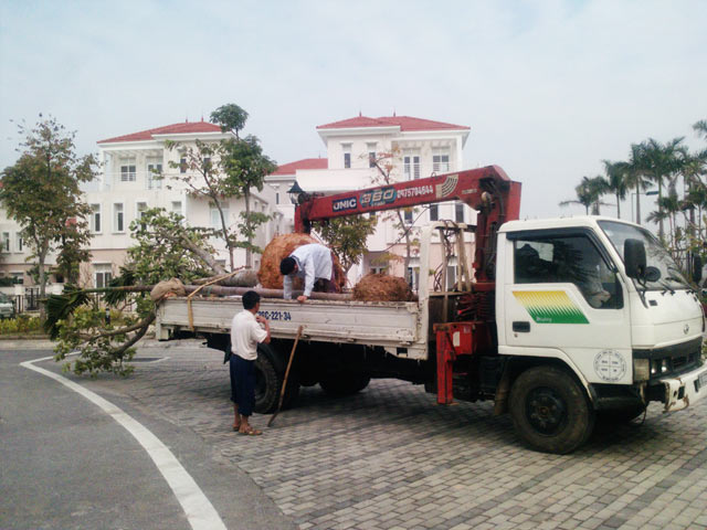 Quy trình trồng cây xanh ở Bàu Bàng của An Khang
