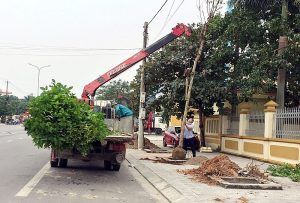 Dịch vụ trồng cây xanh ở Bến Cát uy tín, chuyên nghiệp