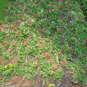 Đơn vị trồng cỏ tại Tân Uyên Bình Dương uy tín