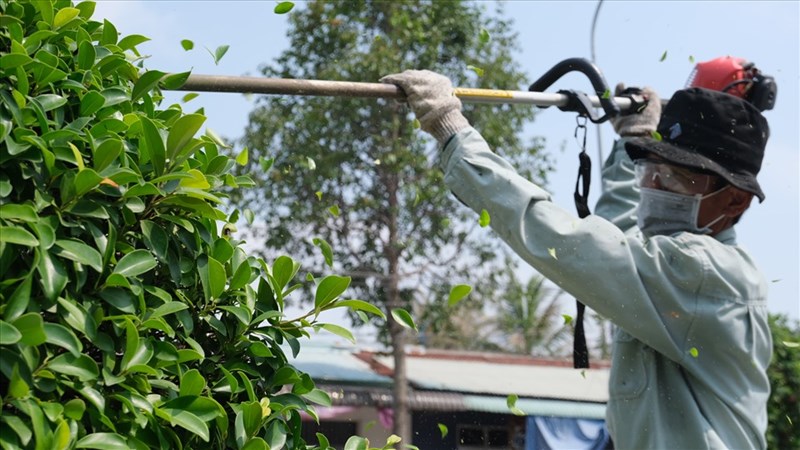 cắt tỉa cây xanh tại Phú Giáo