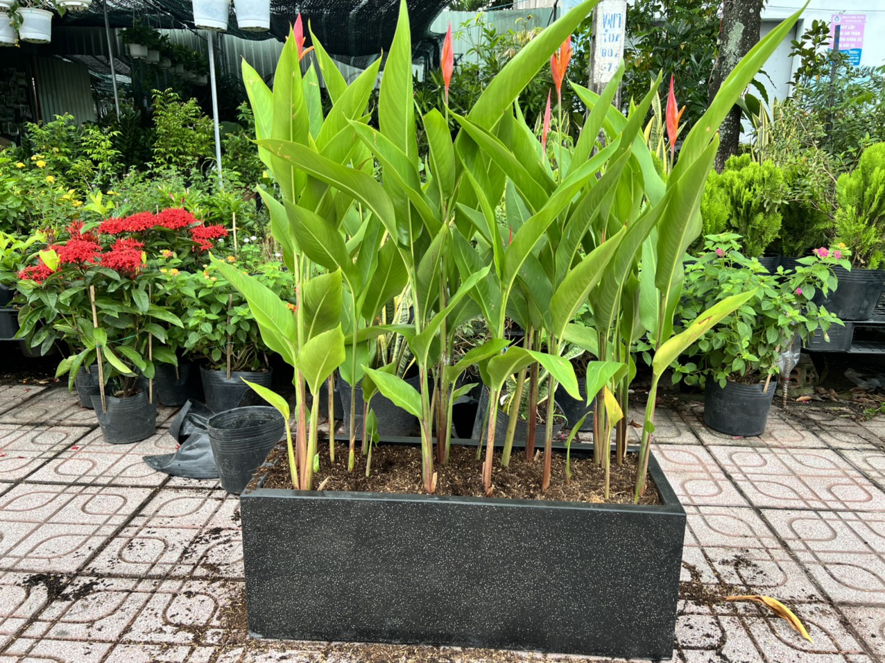 cung cấp cây cảnh tại Dĩ An