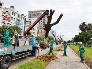 di dời cây xanh tại Bàu Bàng