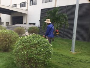 Dịch vụ cắt cỏ tại Bàu Bàng