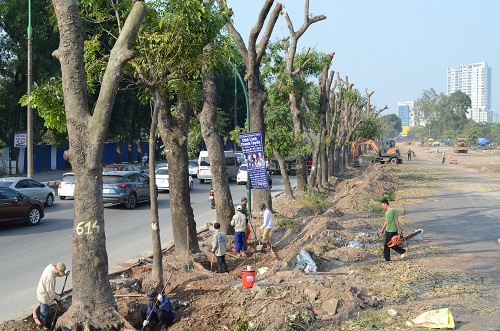 di dời cây xanh tại Bàu Bàng