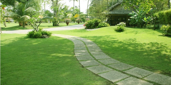 trồng cỏ tại Bàu Bàng