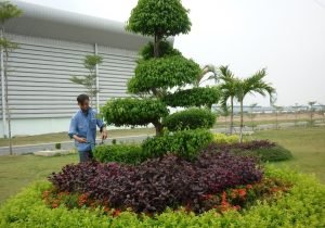 chăm sóc cây xanh tại Dầu Tiếng