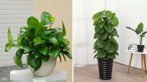 cung cấp cây cảnh tại Thuận An