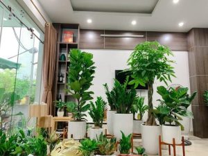 Đơn vị cung cấp cây cảnh tại Tân Uyên