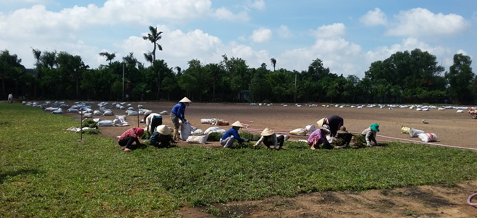 trồng cỏ tại Phú Giáo