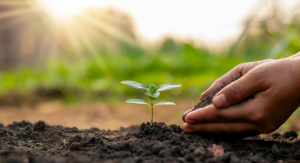 trồng cây xanh tại Dầu Tiếng