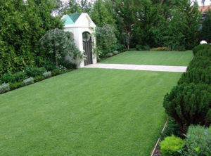 Trồng cỏ tại Dầu Tiếng