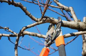 cắt tỉa cây xanh tại Dầu Tiếng