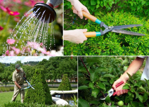 chăm sóc cây xanh tại TP Mới Bình Dương