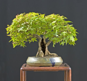 cung cấp cây xanh tại Dầu Tiếng