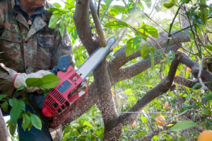 bứng cây tại TP Mới Bình Dương