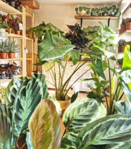 cho thuê cây văn phòng tại Dĩ An