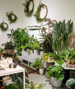 cho thuê cây văn phòng tại Tân Uyên