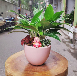 cho thuê cây văn phòng tại Thủ Dầu Một