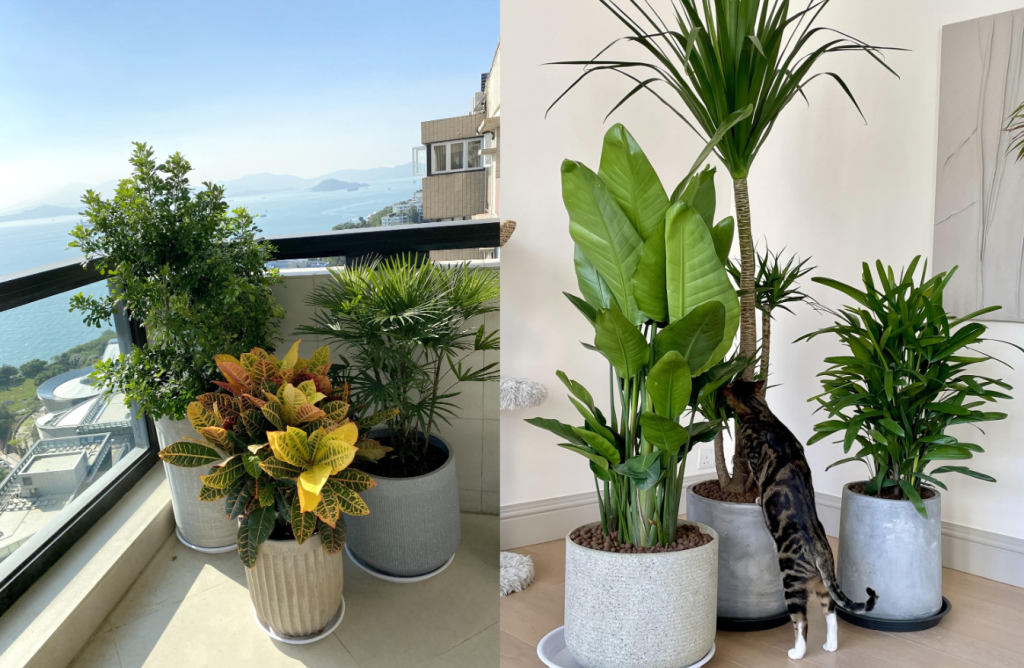 Chăm Sóc Cây Xanh