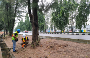 di dời cây xanh tại TP Mới Bình Dương