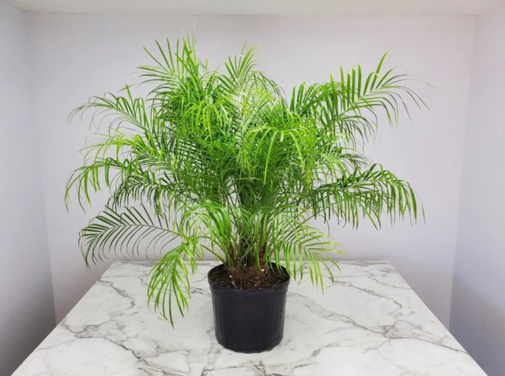 Chăm Sóc Cây Xanh