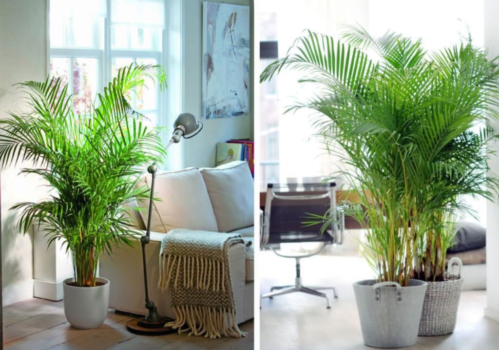 Chăm Sóc Cây Xanh