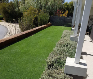 trồng cỏ tại TP Mới Bình Dương