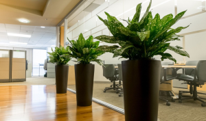 cho thuê cây văn phòng tại Phú Giáo